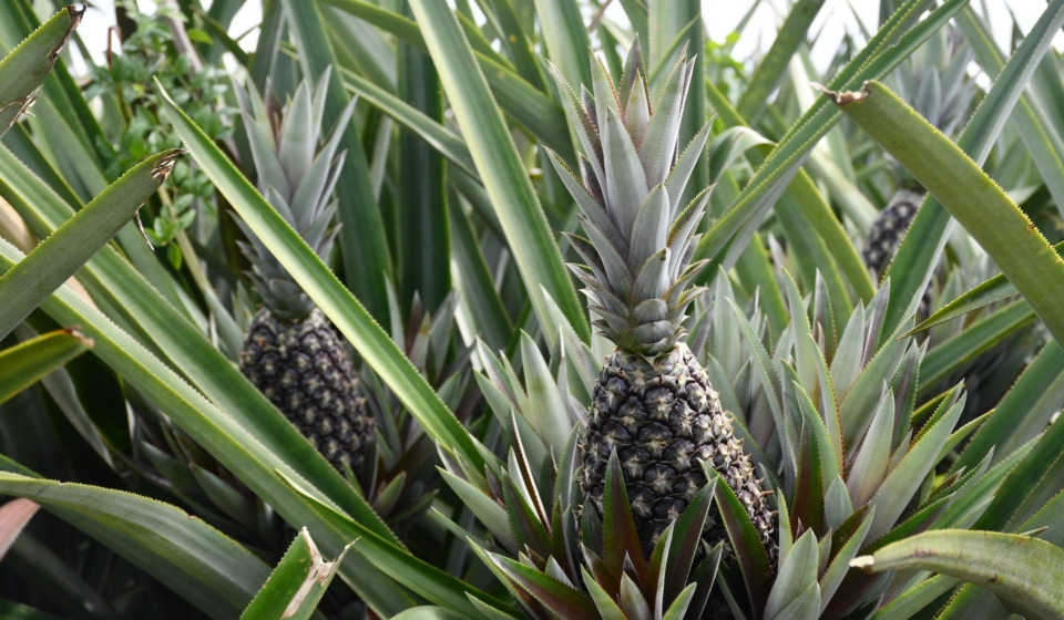 Fresh Pineapple