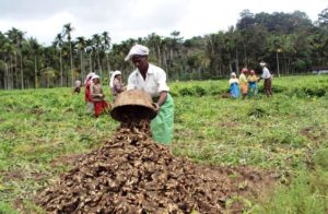 Ginger-Farming-300x196