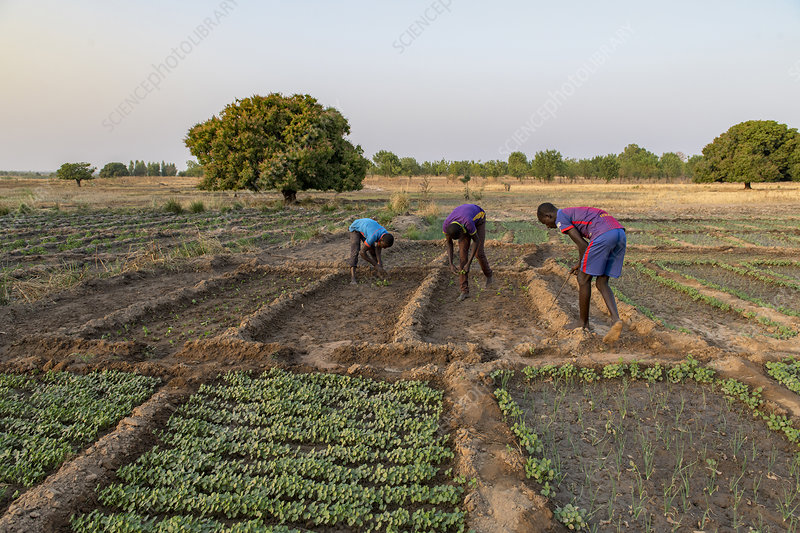 Editorial use only  
Market farming in Savanes province, Togo.